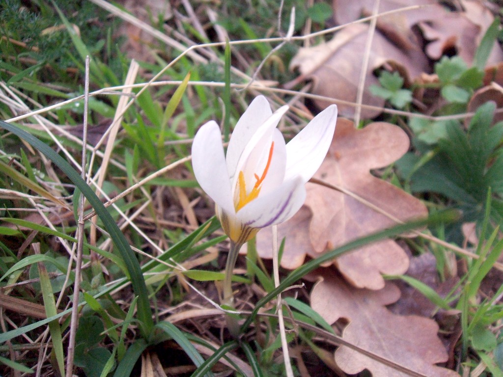 Gennaio sul Gargano - Anemone hortensis, Crocus biflorus